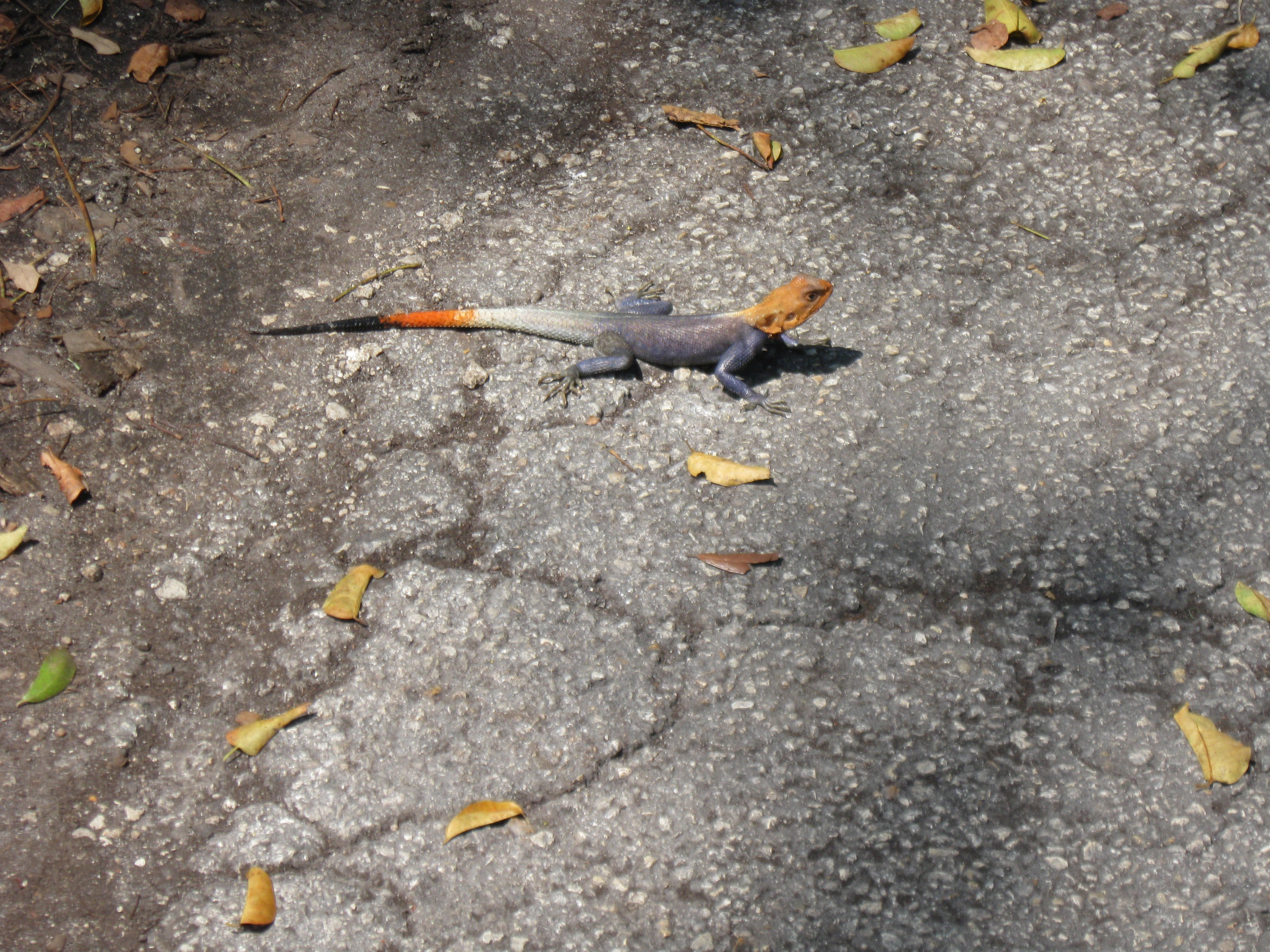 Photo of a male agama lizard