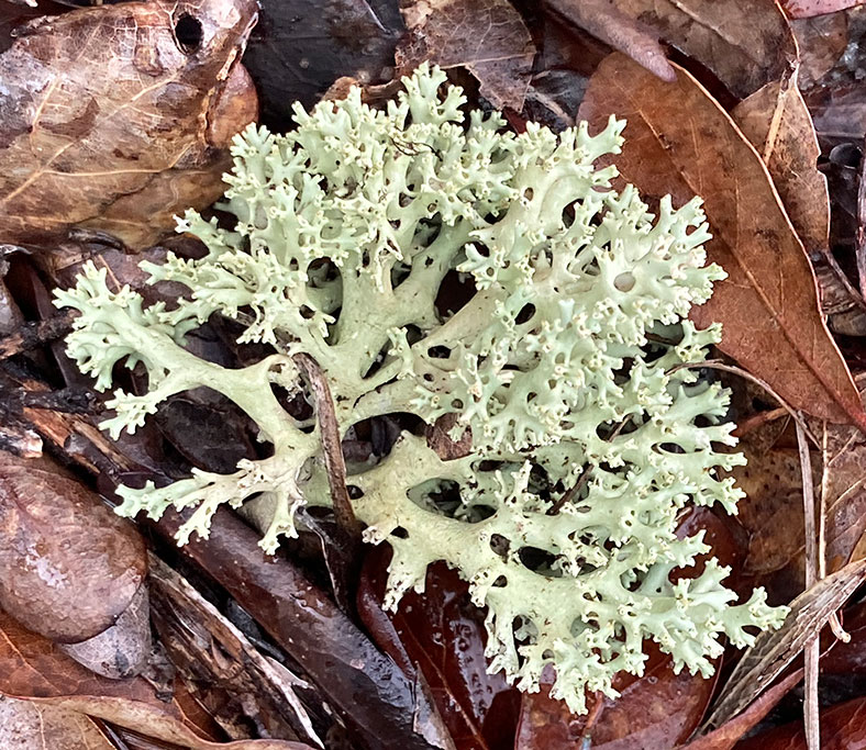 Florida perforate lichen on the dunes at Harbor Branch at FAU