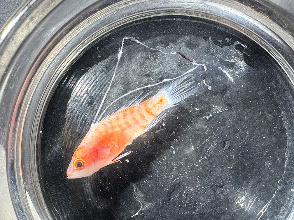 Photo of the ship RV Point Sur