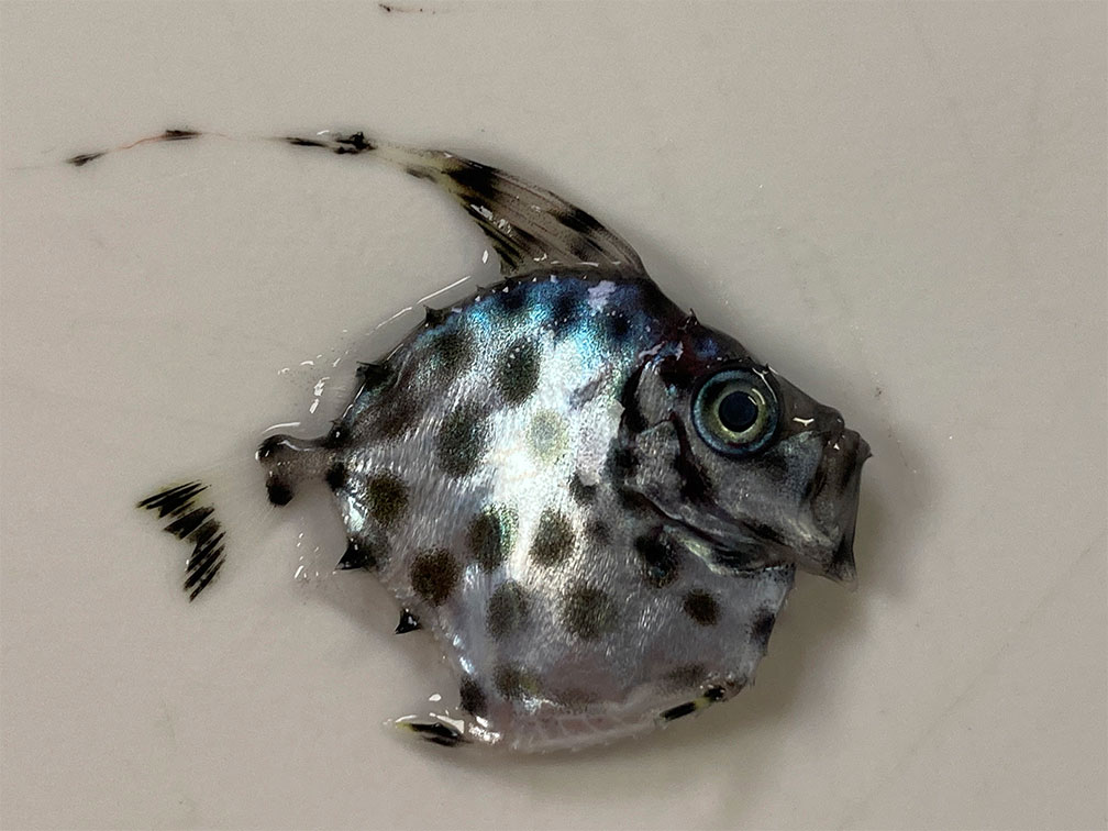 Assembling the MOC10 nets