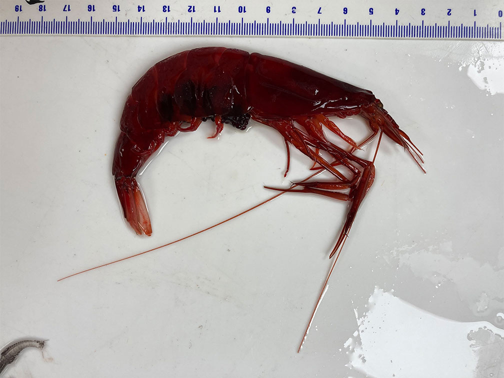 Deploying the MOC10 nets