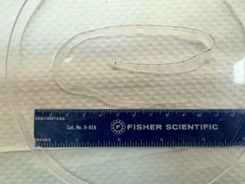 Research crew on the Point Sur