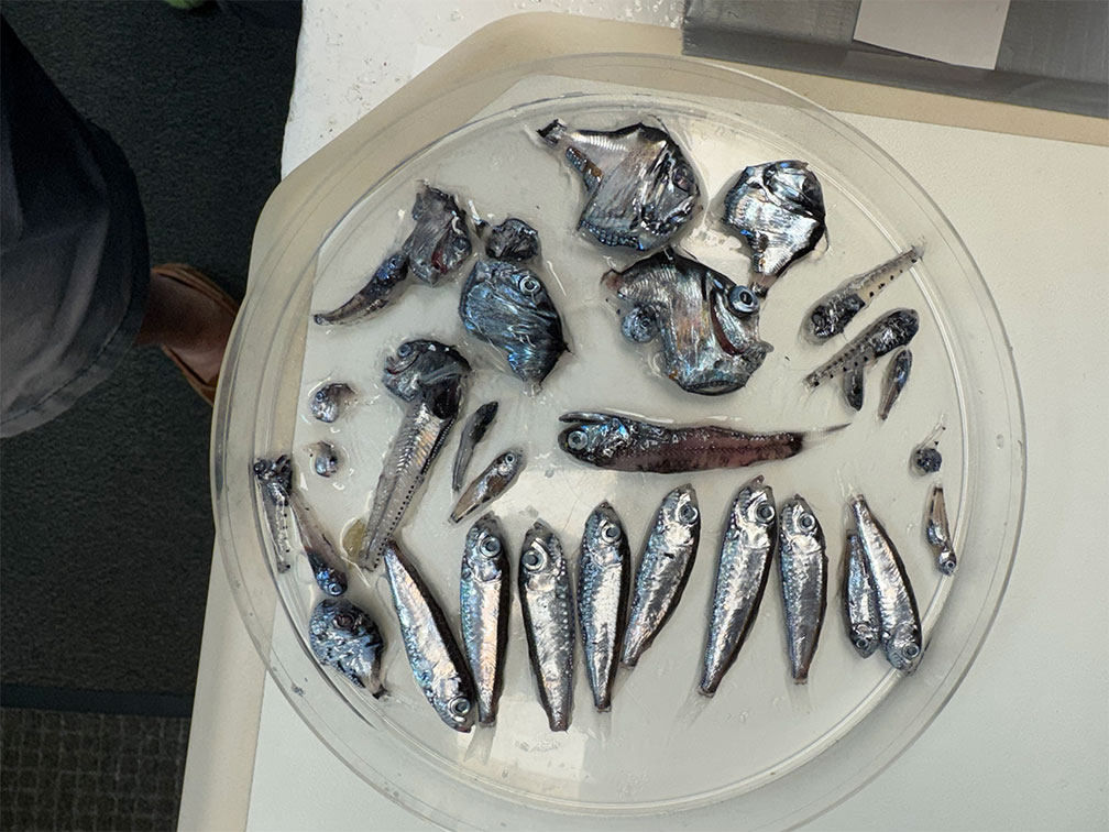 Retrieving the MOC10 nets