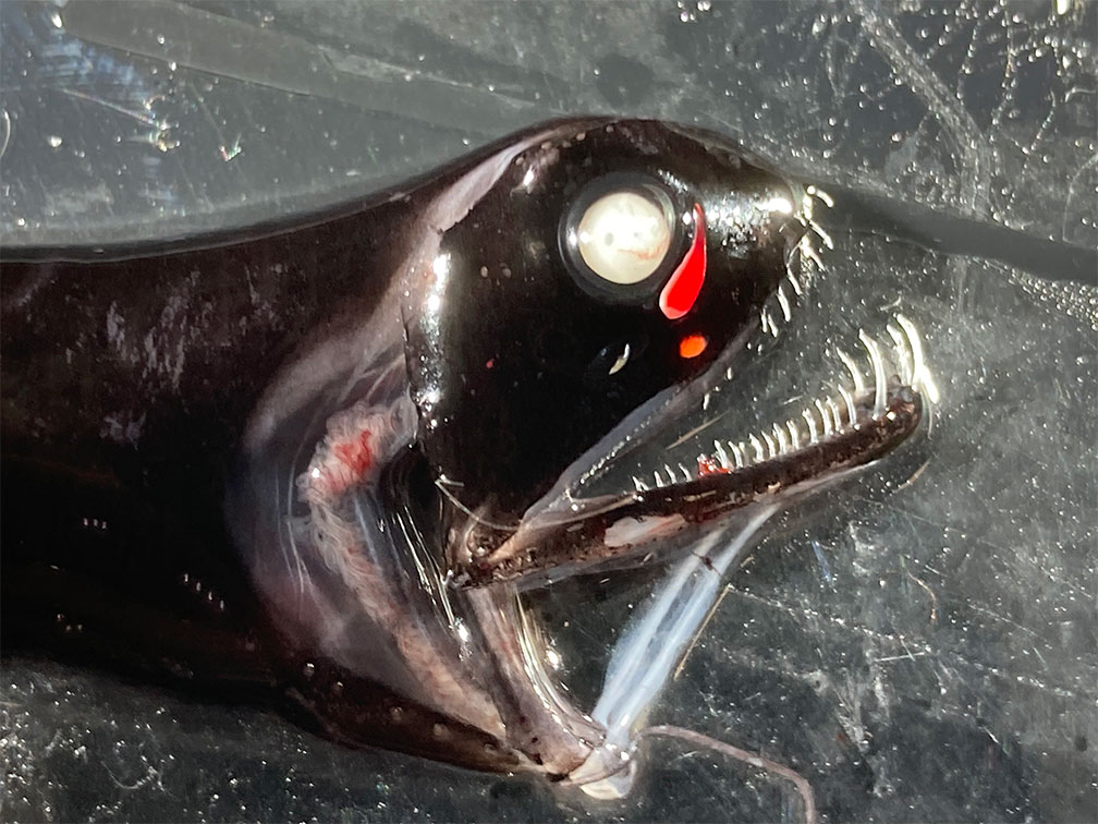 Sorting fish from nets