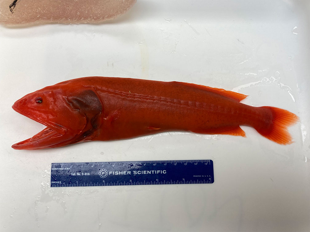 Sorting fish in the wet lab
