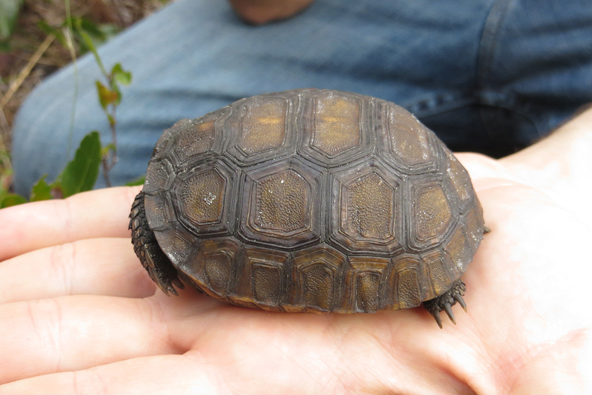 One-year old juvenile gopher tortoise