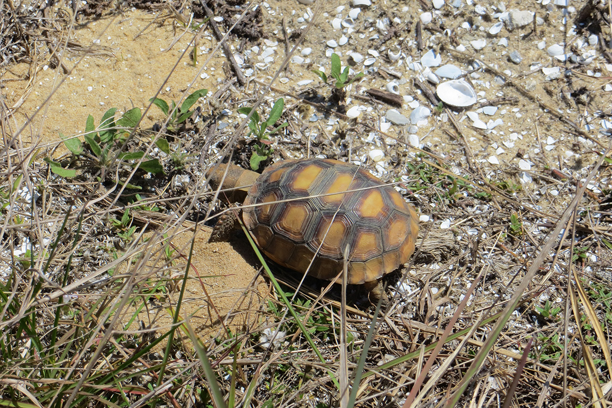 Two-year old gopher tortoise