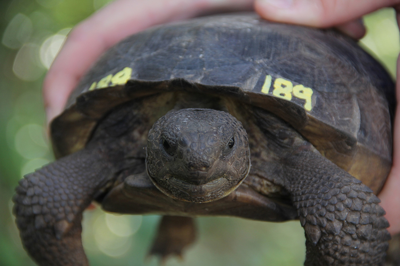 Gopher tortoise number 189