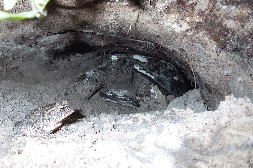 Gopher tortoise in burrow with a southern toad