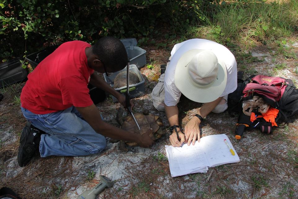 Measuring gopher tortoises in the field
