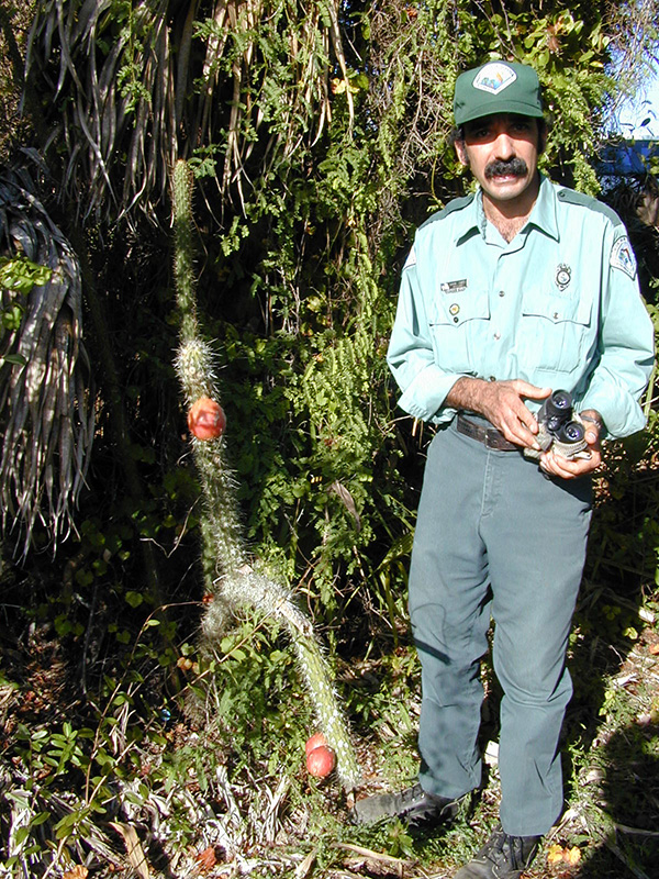 Ranger Hank Smith standing next to a fragrant prickly apple cactus