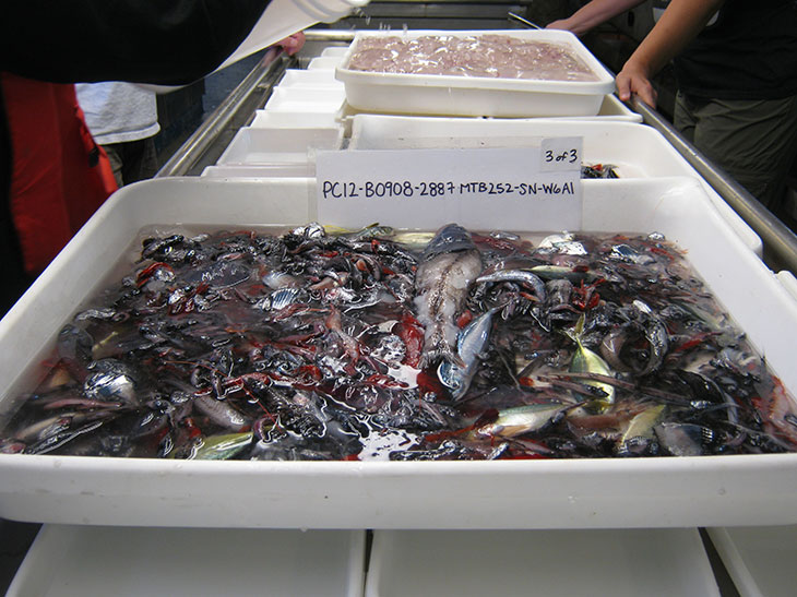 Sorting fish from nets