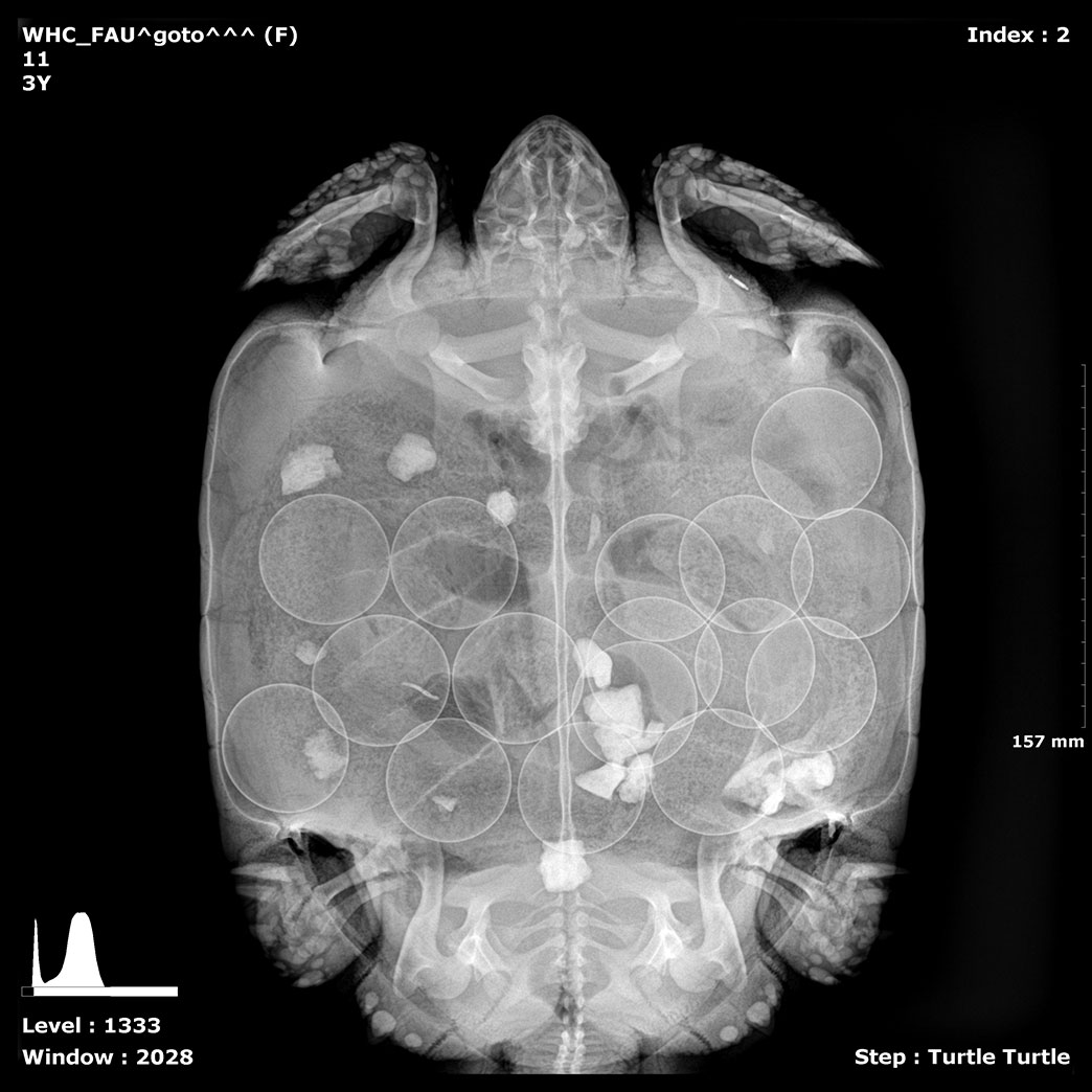X-ray of a female gopher tortoise with twelve eggs