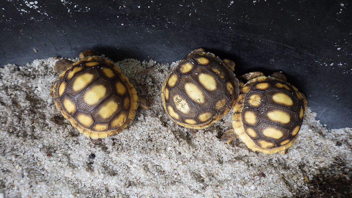Three baby gopher tortoises